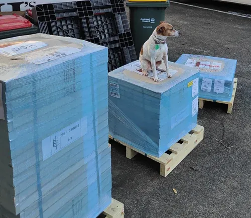 Darcy the fox terrier is inspecting 3 pallets of Hakansson bimetal bandsaw blades